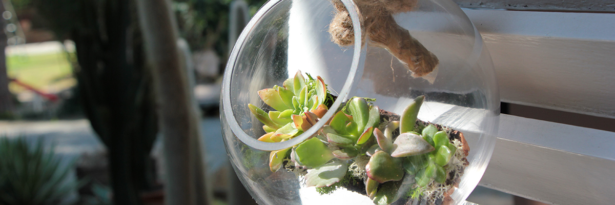 Cactus en decoración